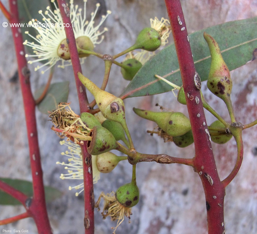Eucalyptus falcata